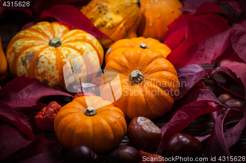 Image of Pumpkin still life for Thanksgiving 