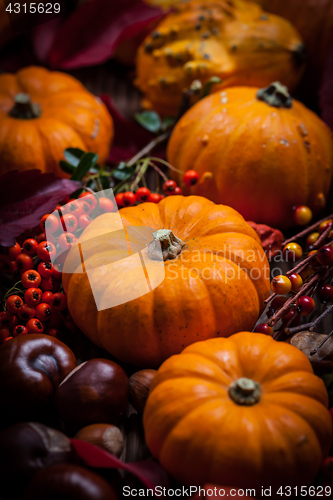 Image of Pumpkin still life for Thanksgiving 