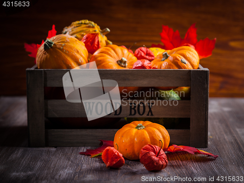 Image of Pumpkin still life for Thanksgiving 