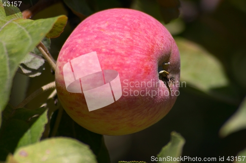 Image of Apple on the tree