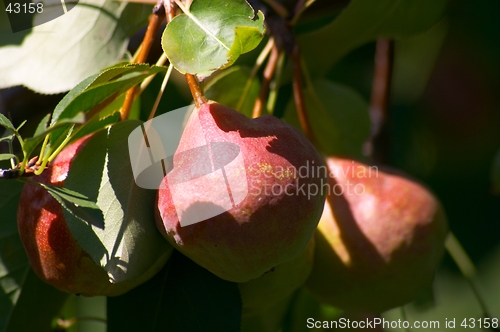 Image of Pears on the tree