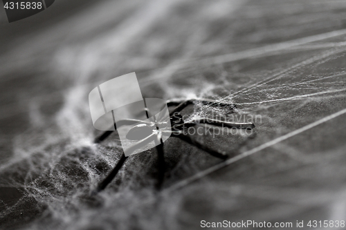 Image of halloween decoration of black toy spider on cobweb