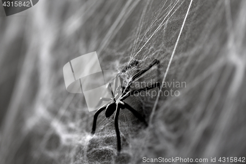 Image of halloween decoration of black toy spider on cobweb