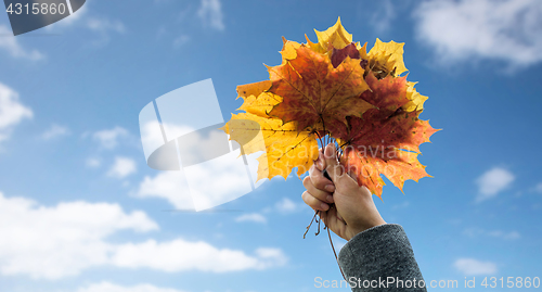 Image of close up of woman hands with autumn maple leaves