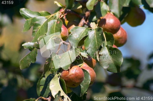 Image of Pears on the tree