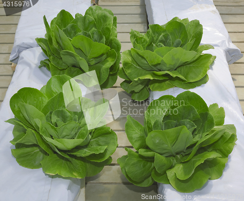 Image of Lettuce Hydroponic Pillars