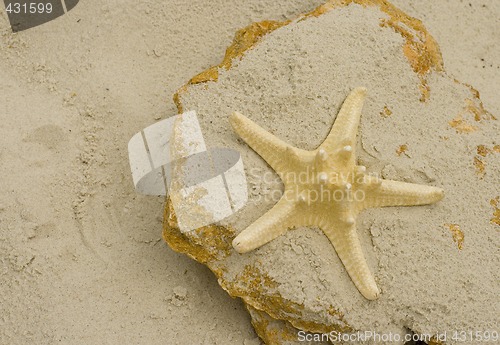 Image of starfish on a stone