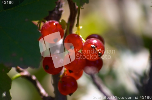 Image of Red currant