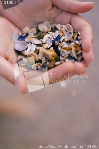 Image of seashells in hands