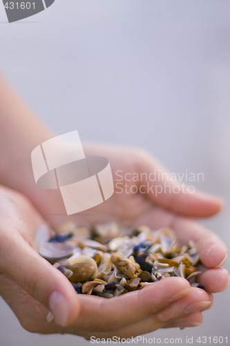 Image of seashells in hands
