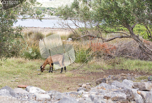 Image of Goat grazing near green olive trees