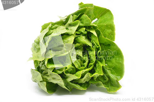 Image of Green butter head lettuce 