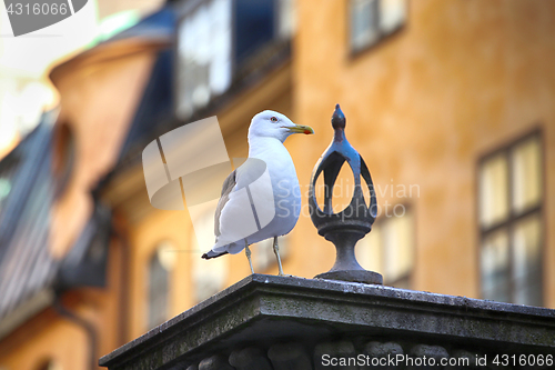 Image of Seagull on top of statue Jarntorgspumpen in Gamla Stan, Stockhol