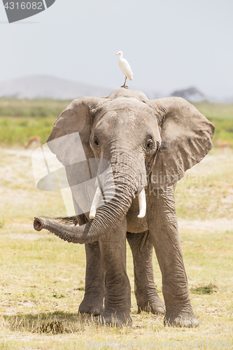 Image of Herd of wild elephants in Amboseli National Park, Kenya.