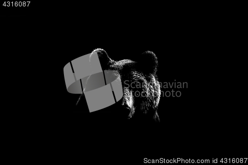 Image of Brown bear face contour in black and white