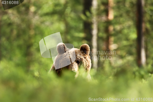 Image of Brown bear peeking over the hill