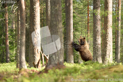 Image of Brown bear standing against a tree