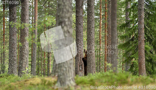 Image of European brown bear standing in the forest 