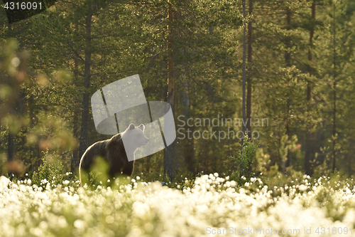 Image of European Brown Bear 