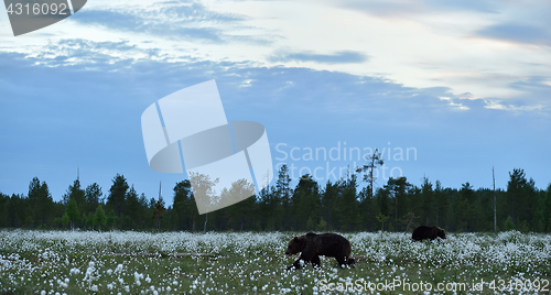 Image of Two brown bears in wetland