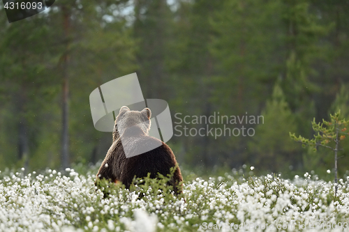 Image of Back view of European Brown Bear
