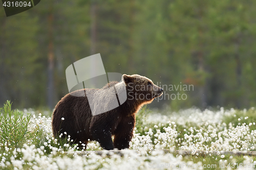 Image of European Brown Bear