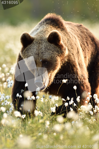 Image of European brown bear walking