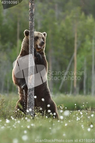 Image of Brown bear standing