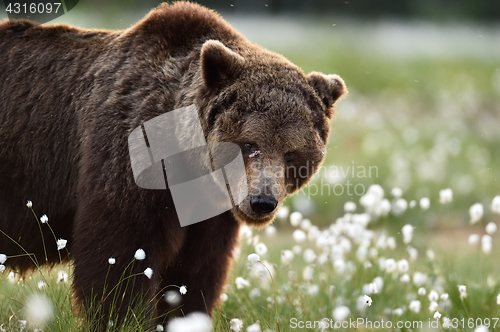 Image of European Brown Bear portrait 