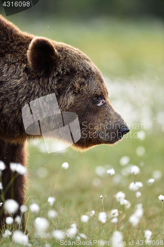 Image of Side view of brown bear