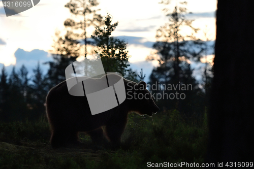 Image of European Brown Bear in forest