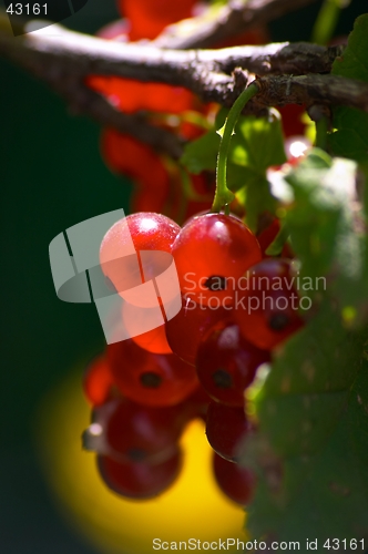 Image of Red currant