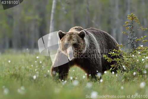 Image of Big brown bear walking in the bog at summer