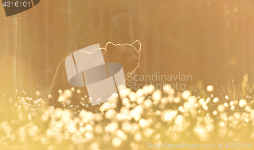 Image of Brown bear in contra light. Bear against a sunlight. Bear in back light.