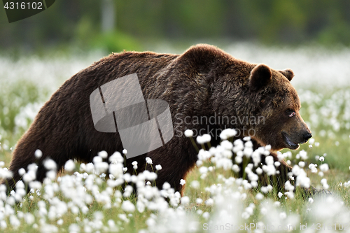 Image of Brown bear walking in blossoming cottongrass. Wounded bear in bog.