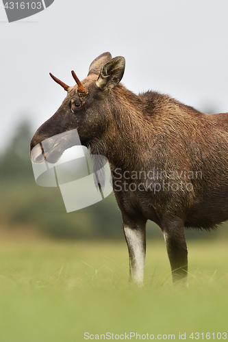 Image of The European elk (moose) portrait in autumn meadow