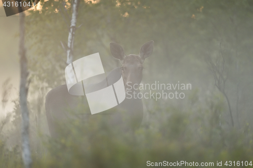 Image of Moose in the mist. Moose at sunset.