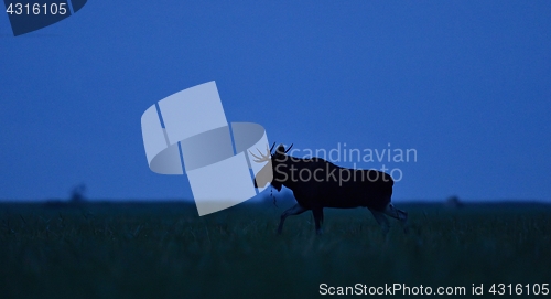 Image of Moose bull at dawn walking in meadow. Moose bull in heat.