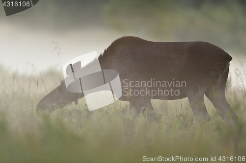 Image of Moose cow eating in the meadow at summer evening