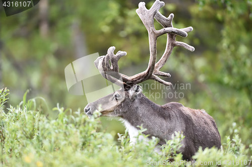 Image of Raindeer portrait in forest