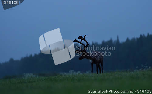 Image of Reindeer in Lapland at midnight. Reindeer at twilight.