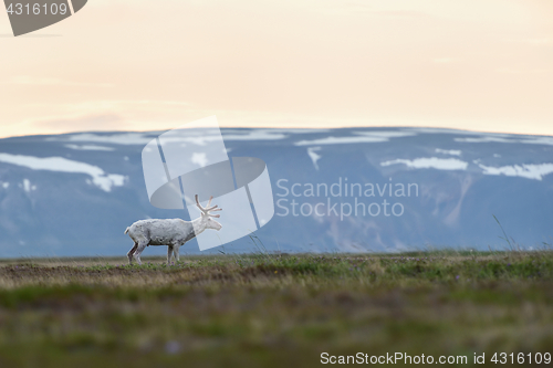 Image of Albino reindeer with mountains in the background