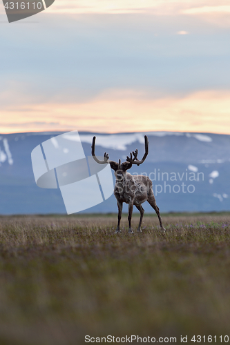 Image of Reindeer with mountains in the background