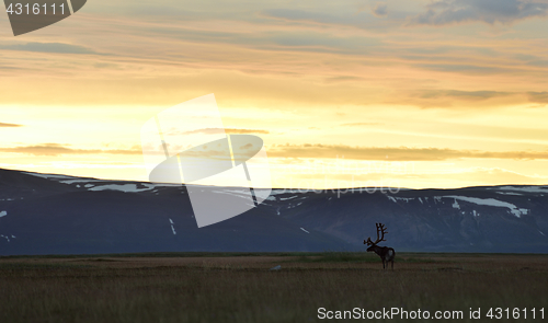 Image of Reindeer at sunset with mountains on background