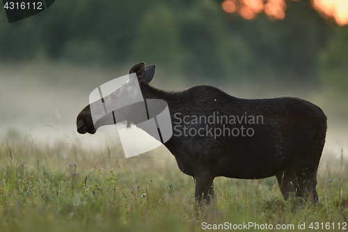 Image of Moose in the evening mist. Moose in the meadow. Moose at sunset.