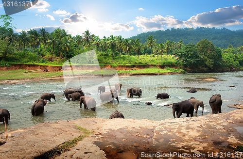 Image of Elephants in park