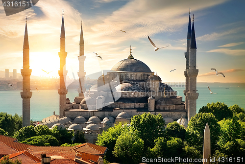 Image of Seagulls over Blue Mosque