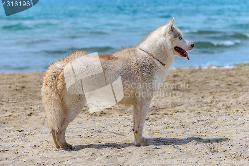 Image of Husky breed dog