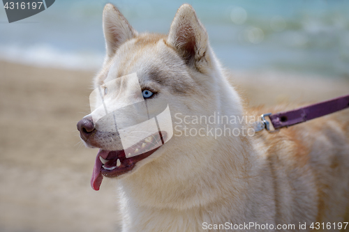 Image of Husky breed dog