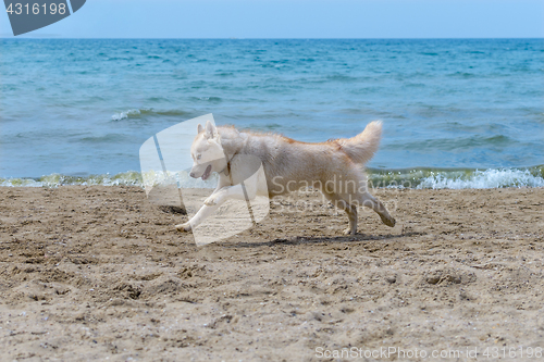 Image of Husky breed dog